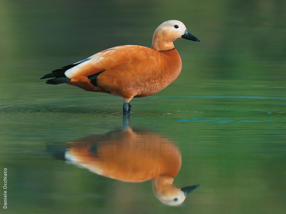 Image result for images of ruddy shelduck