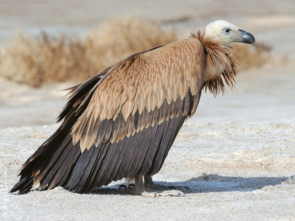 eurasian-griffon-vulture-gha.jpg?itok=rhl9JcIw