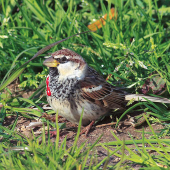 Bleeding Spanish Sparrow (photo by Aris Vidalis)