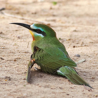 Blue-cheeked Bee-eater (photo by Mike Pope)