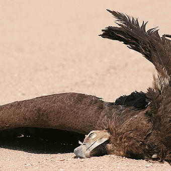 Cinereous Vulture (photo by Mike Pope)