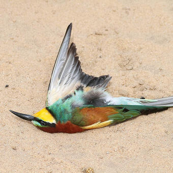 European Bee-eater (photo by Mike Pope)