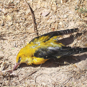 Golden Oriole (photo by Mike Pope)