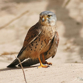 Common Kestrel (photo by Mike Pope)