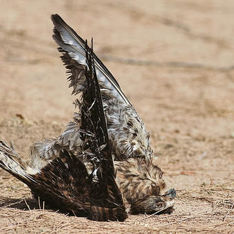 Common Kestrel (photo by Mike Pope)