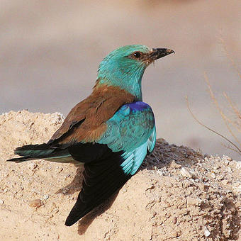 European Roller (photo by Mike Pope)