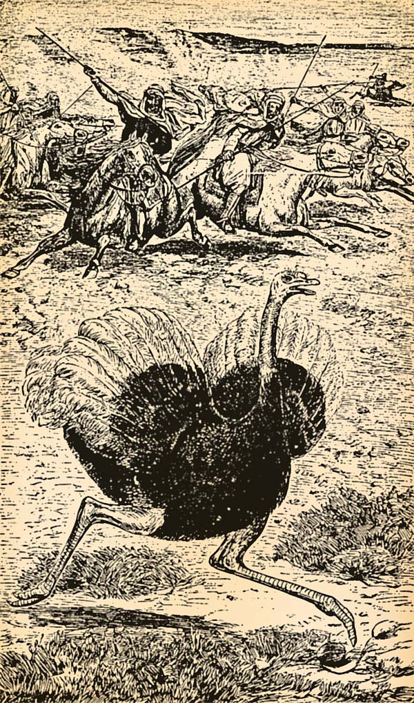 19th century artist’s impression depicting ostrich hunters (engraving by G. Pearson, 1877)