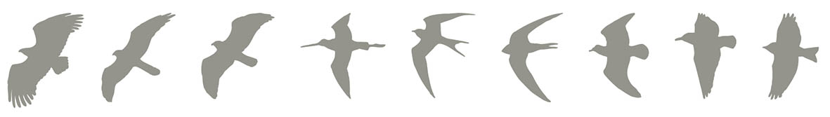 Bird shapes