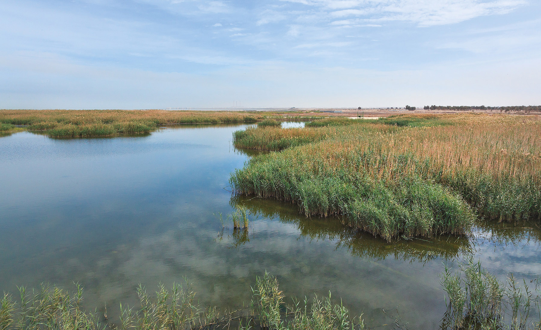 Jahra Pools Reserve (JPR) | KuwaitBirds.org