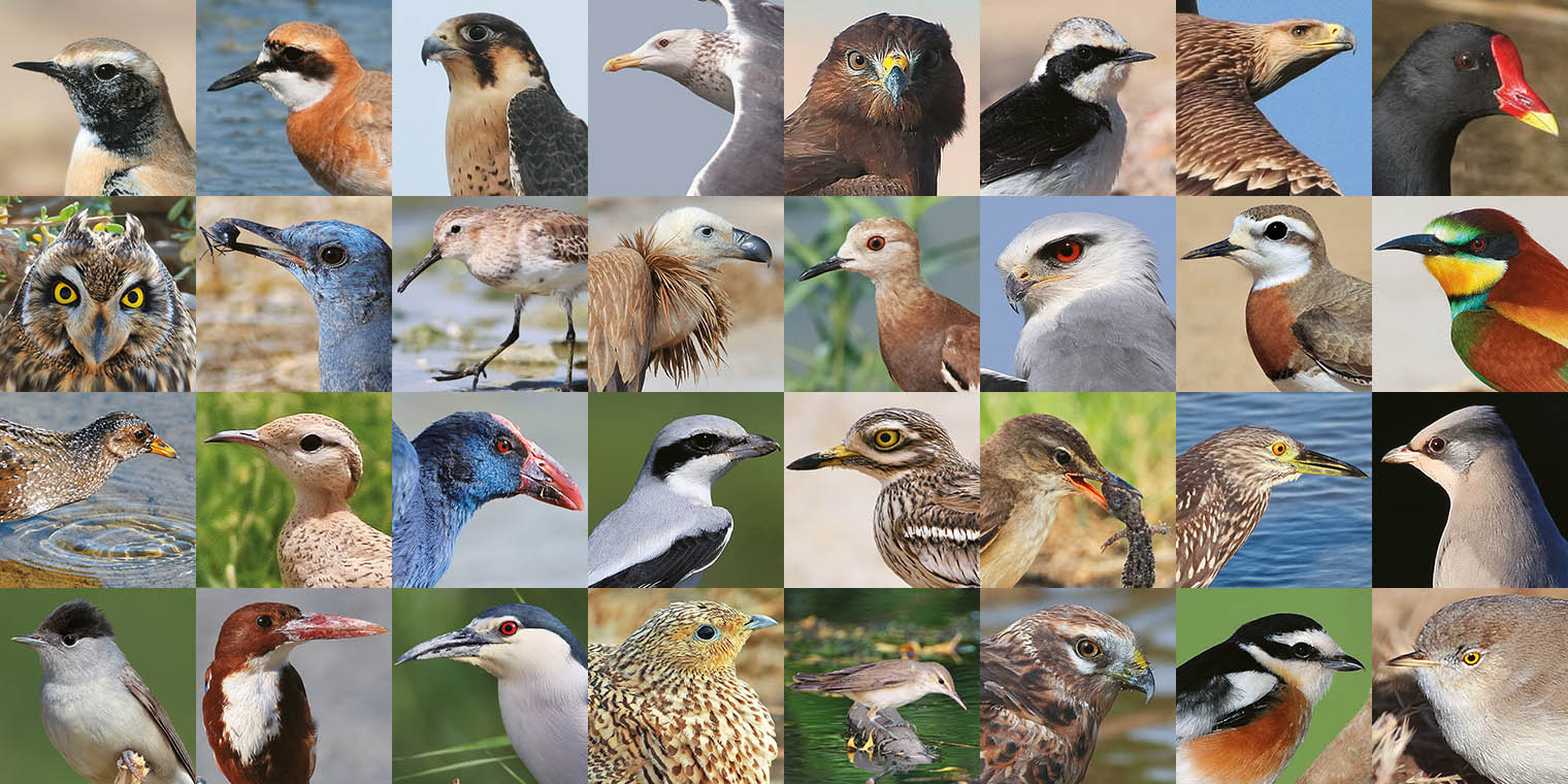 Welcome to the Birds of Kuwait website 