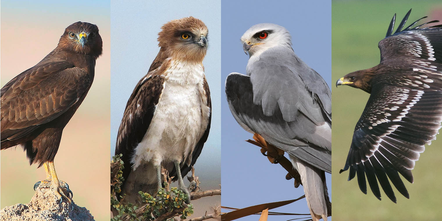 Birds of Prey in Kuwait