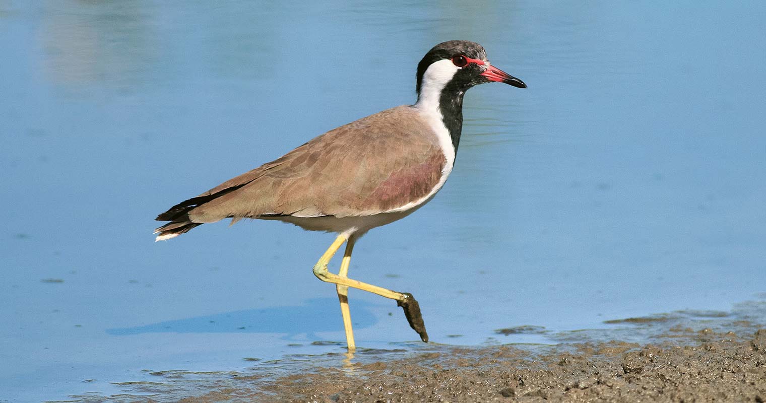 Red-wattled Lapwing (Graham Whitehead)