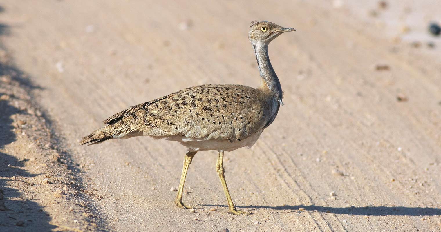 Macqueen’s Bustard (photo by Mike Pope)