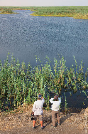 Birding at Jahra Pools Reserve (VID)