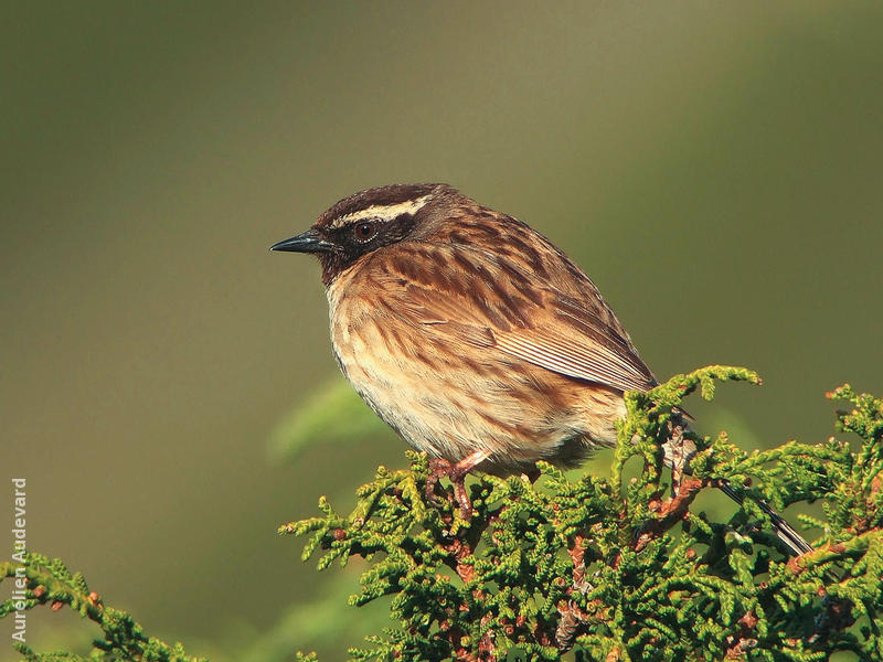 Black-throated Accentor - Male (KAZAKSTAN)