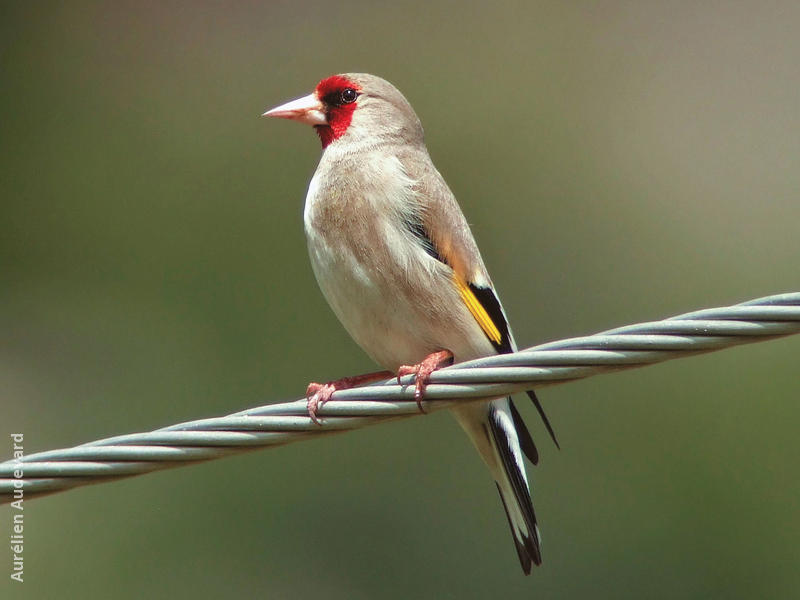 Eastern Goldfinch