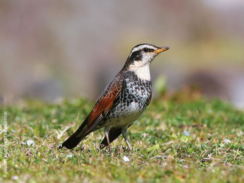 Dusky Thrush (JAPAN)