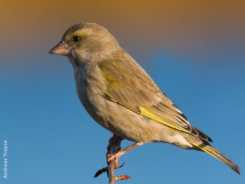 European Greenfinch (female, Gremany)