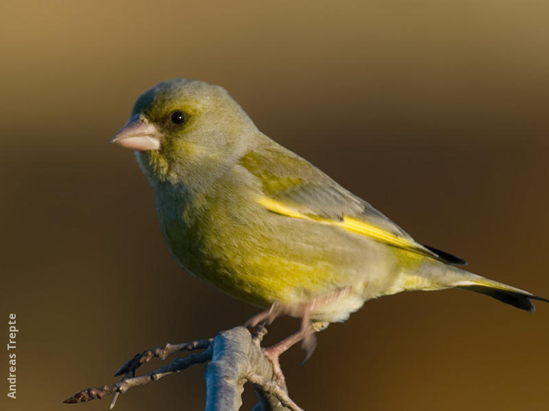 European Greenfinch (male, Gremany)