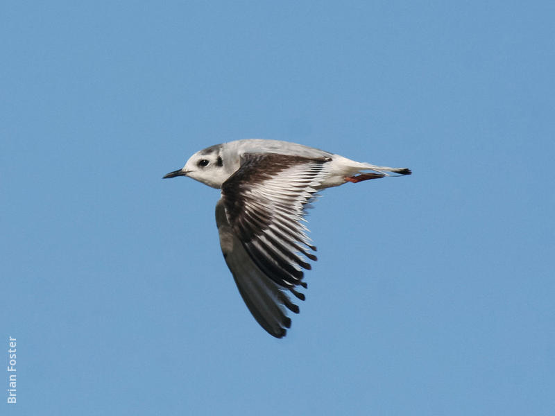 Little Gull (Immature winter)