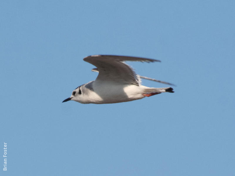 Little Gull (Immature winter)