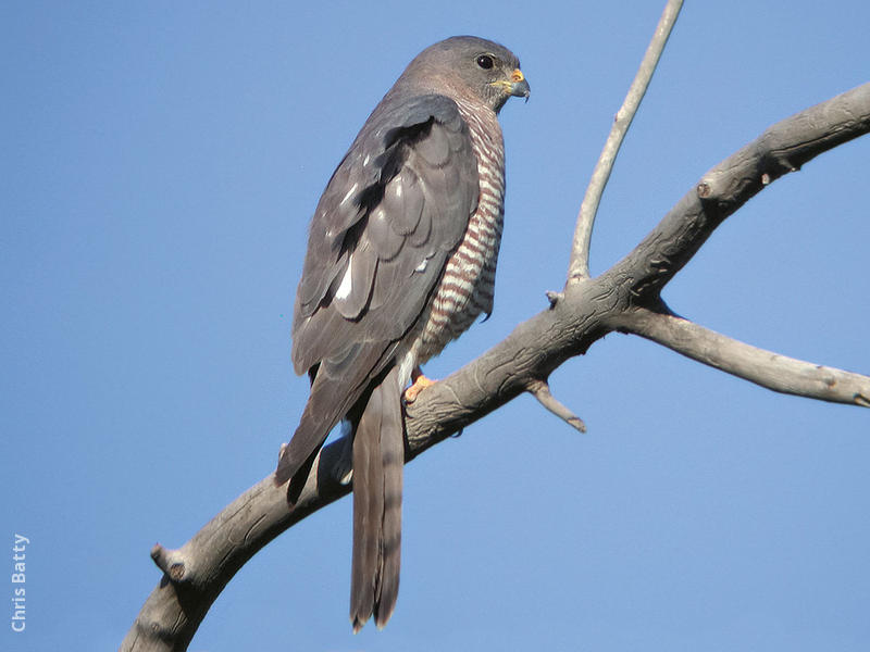 Levant Sparrowhawk (Female, ARMENIA)