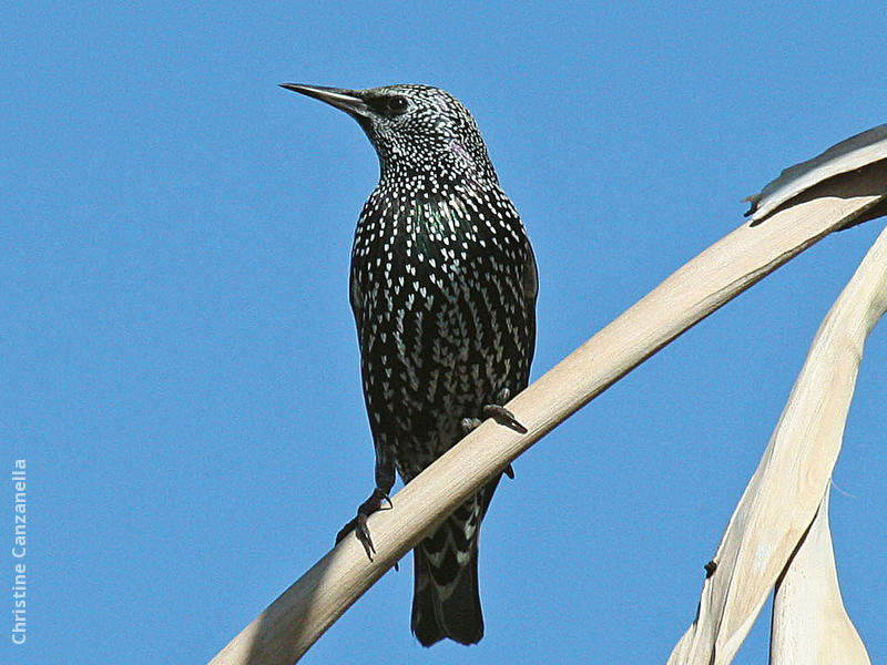 Common Starling (Winter)