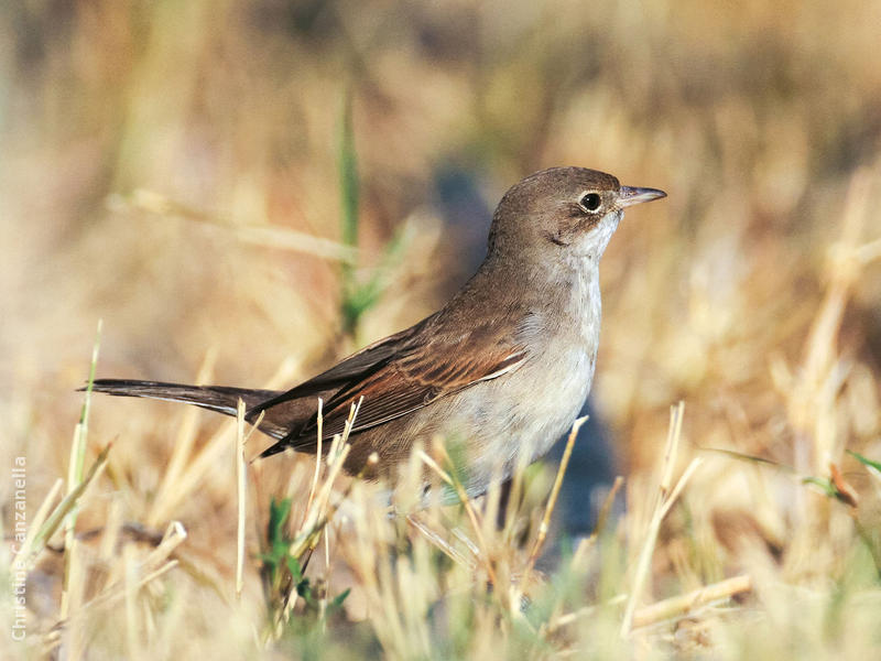 Common Whitethroat (Female or immature male)