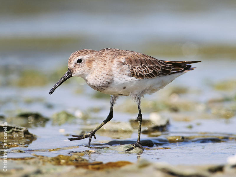 Dunlin (Winter)