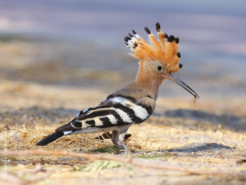 Eurasian Hoopoe