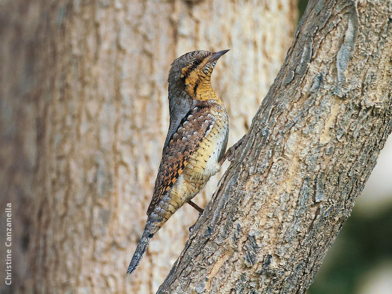 Eurasian Wryneck 