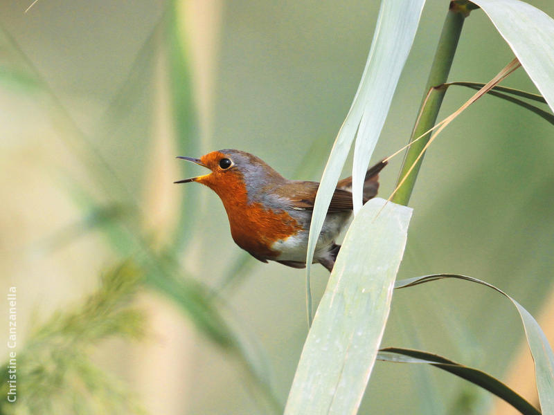 European Robin