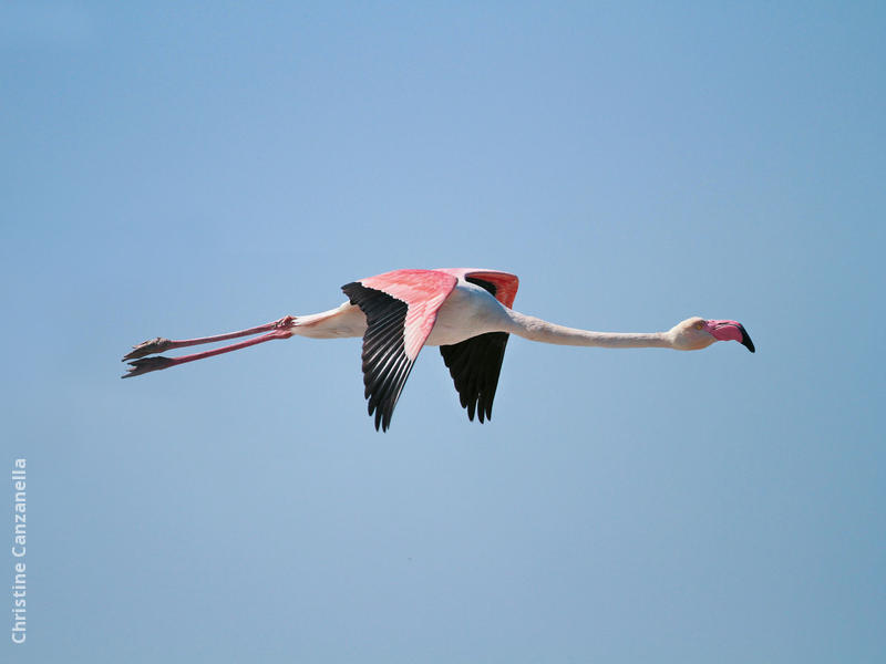 Greater Flamingo