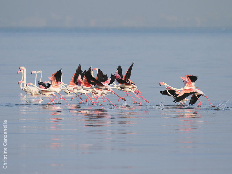 Greater Flamingos