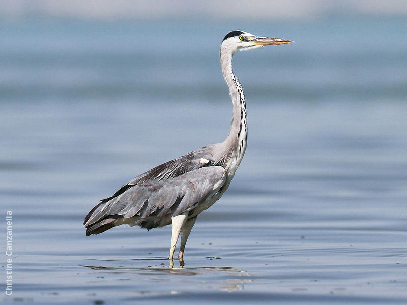 Grey Heron