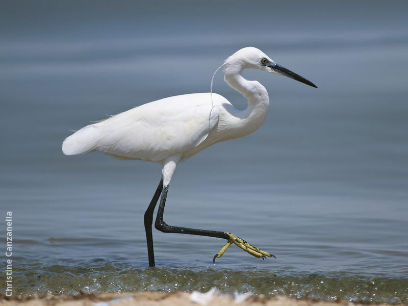 Little Egret