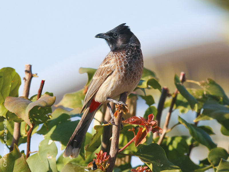 Red-vented Bulbul