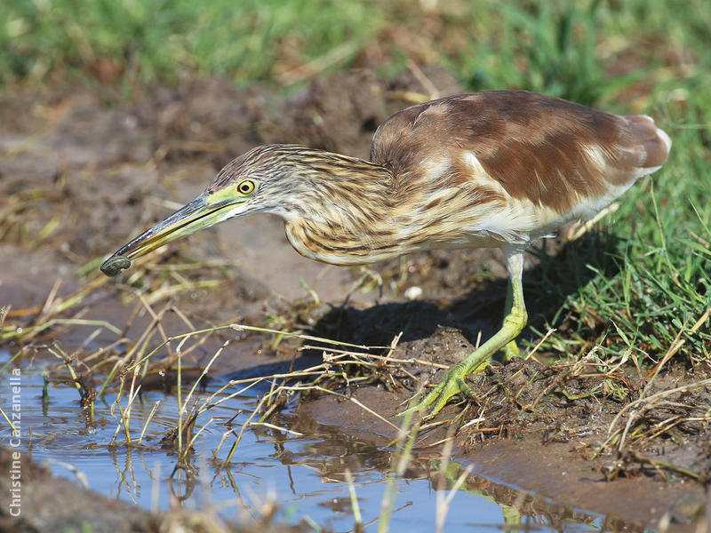 Squacco Heron (Immature autumn)