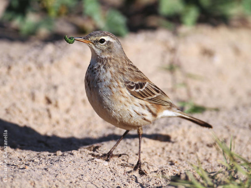 Water Pipit (Non-breeding plumage)