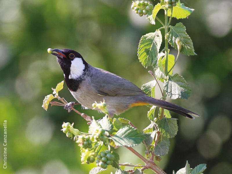 White-eared Bulbul