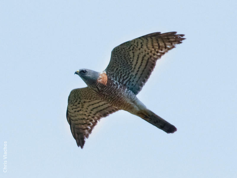 Levant Sparrowhawk (Immature male, GREECE)