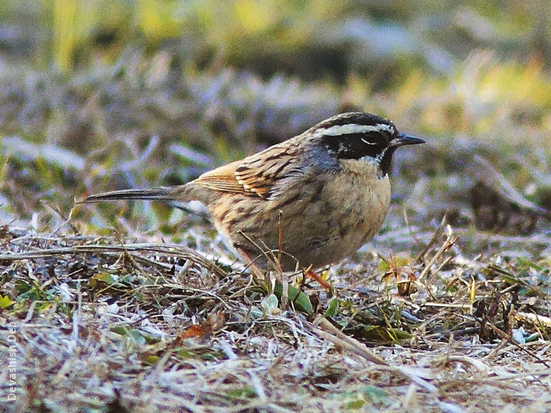 Black-throated Accentor (Male, INDIA)