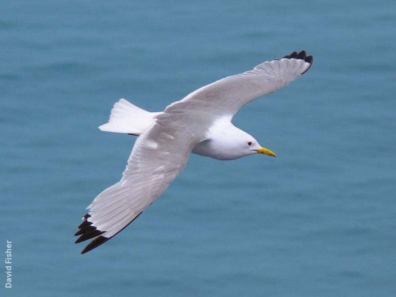 Black-legged Kittiwake (Breeding plumage, UK)