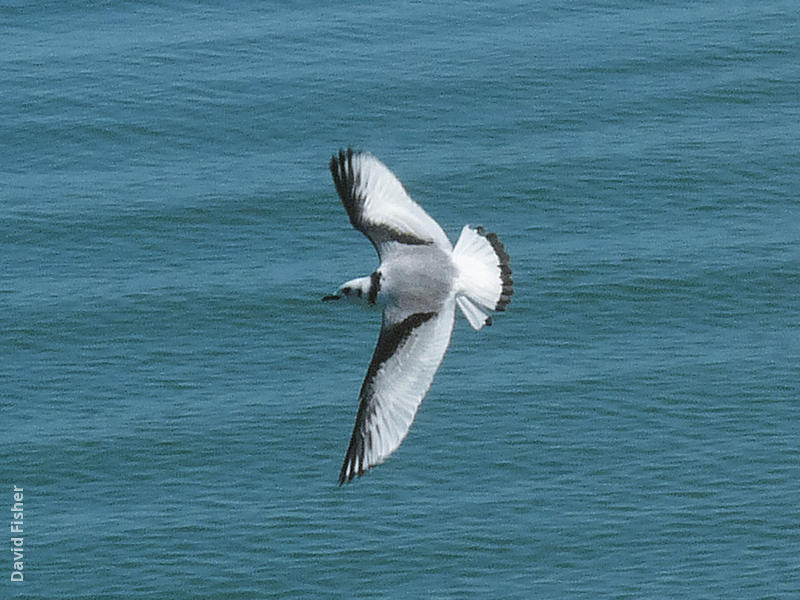 Black-legged Kittiwake (Immature, UK)