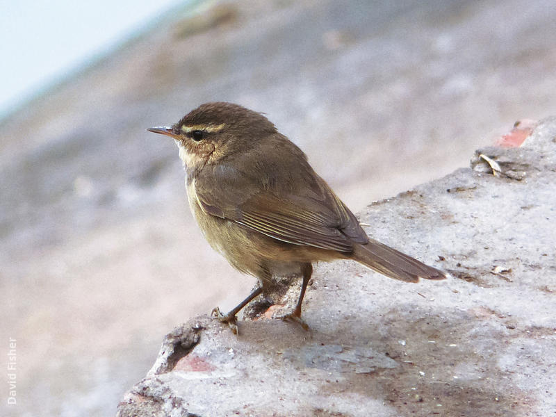 Dusky Warbler (VIETNAM)