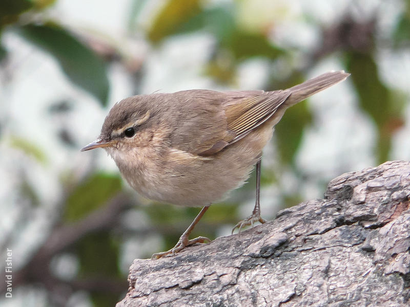 Dusky Warbler (VIETNAM)