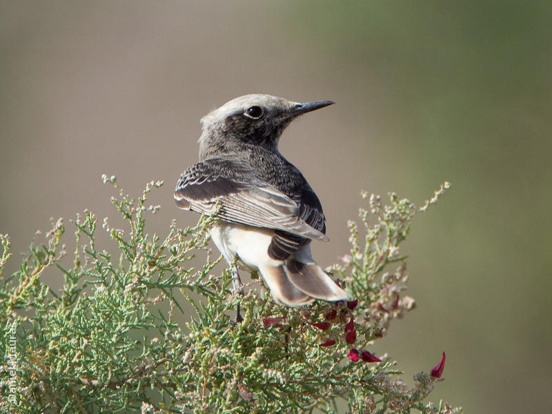 Hooded Wheatear (Male winter)