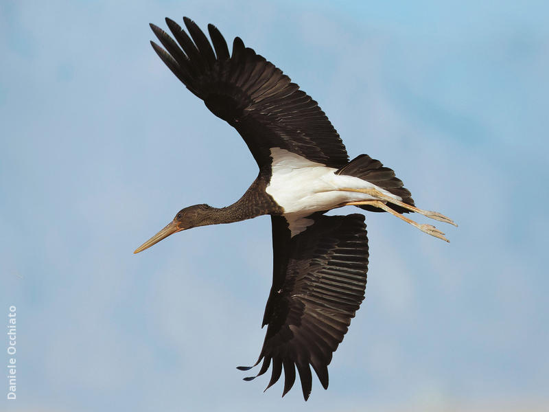 Black Stork (Immature, EGYPT)