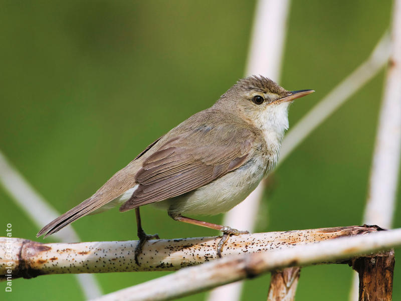 Blyth’s Reed Warbler (FINLAND)