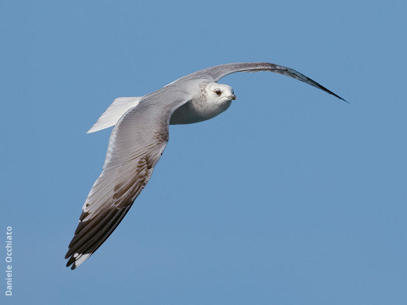 Common Gull (Winter)